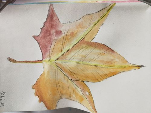 一片叶子落下来绘画