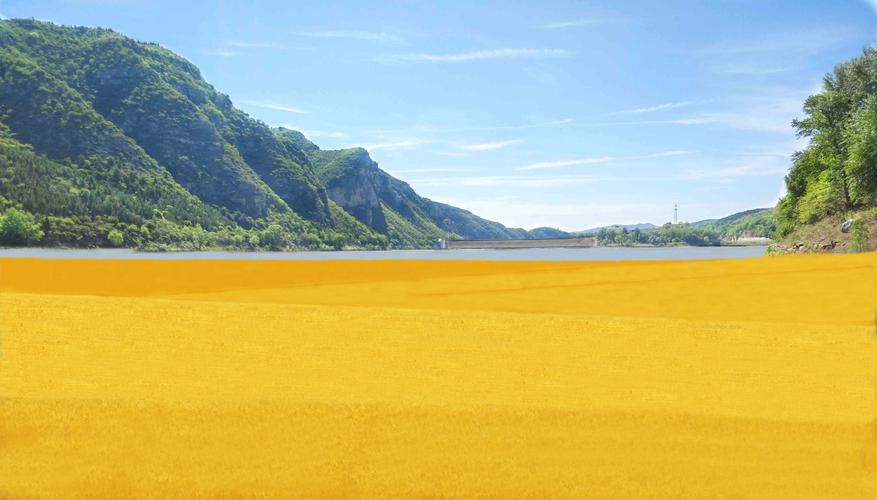 什么的麦田好像一片金色的海洋