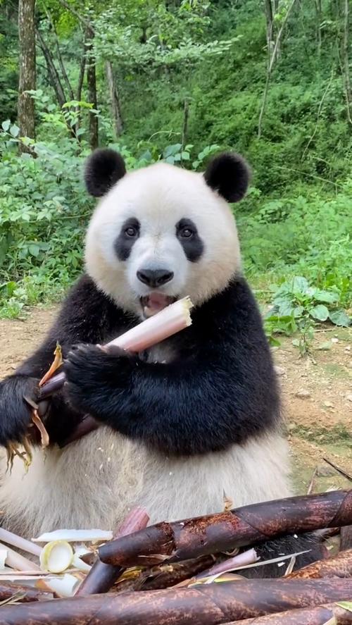熊猫吃什么笋