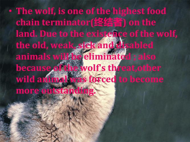 狼的英文怎么读