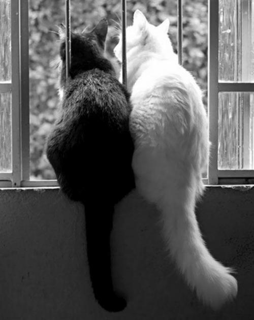 白猫和黑猫
