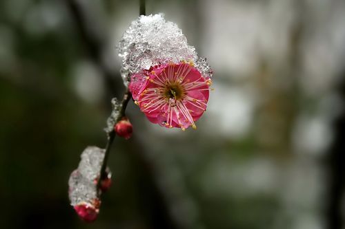雪和梅花的图片简约
