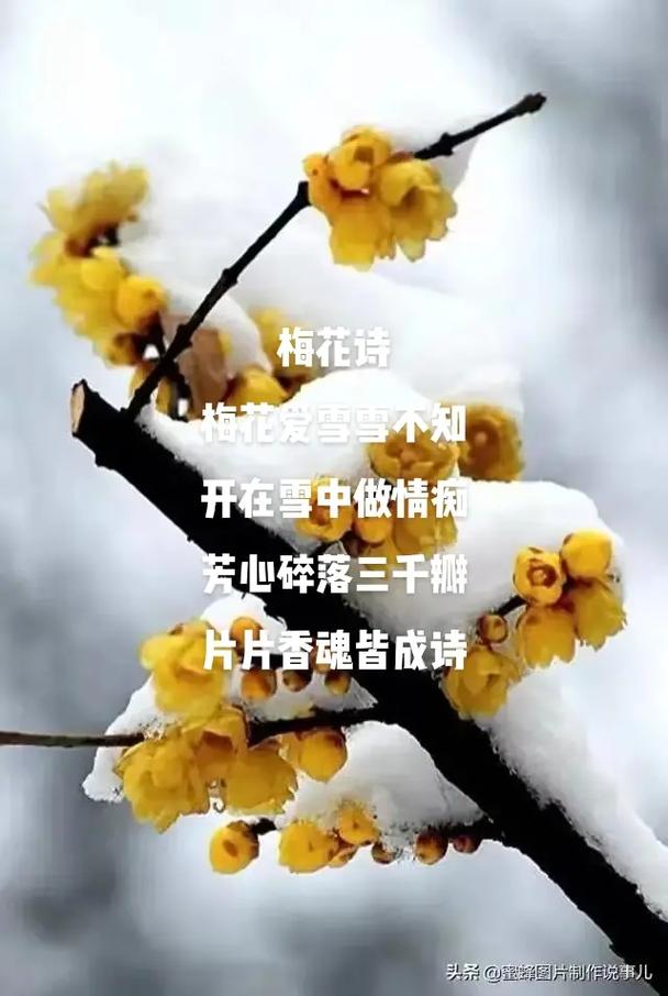 雪和梅花的诗句的相关图片