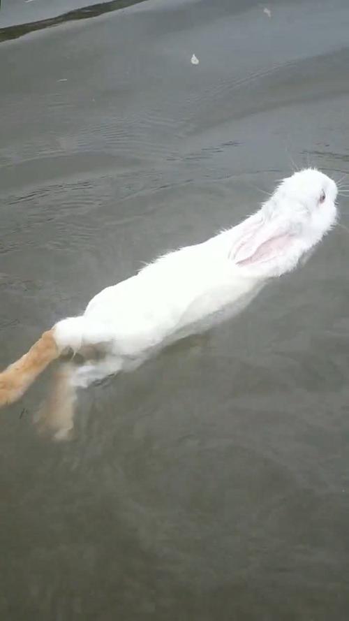 兔子会游泳吗用英文怎么写