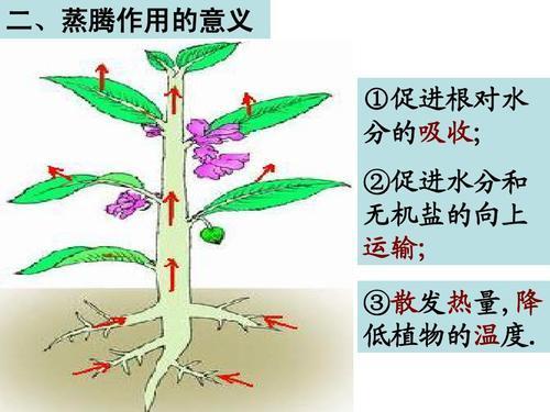 植物的蒸腾作用公式图